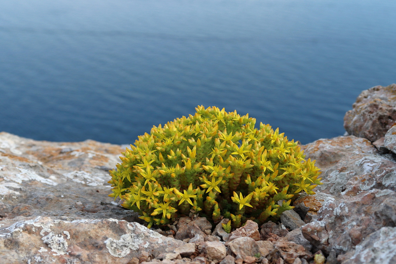 Изображение особи Sedum acre.