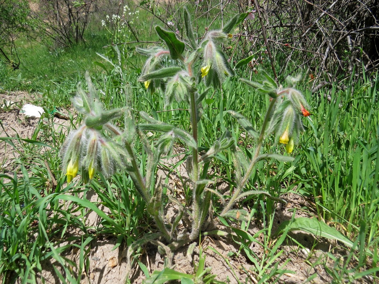 Image of Onosma dichroantha specimen.