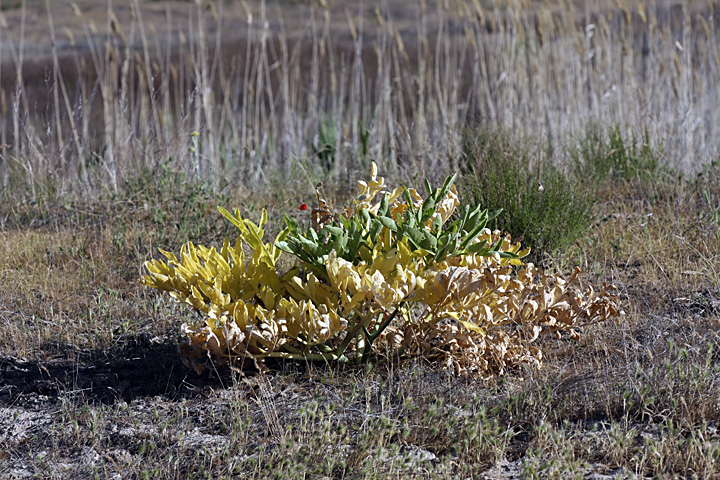 Изображение особи Ferula foetida.