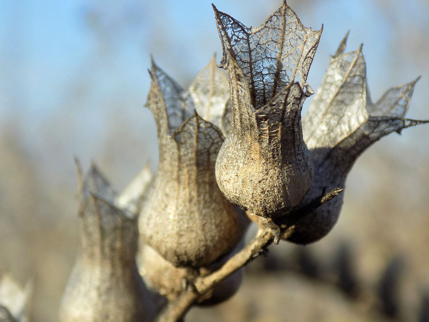 Изображение особи Hyoscyamus niger.