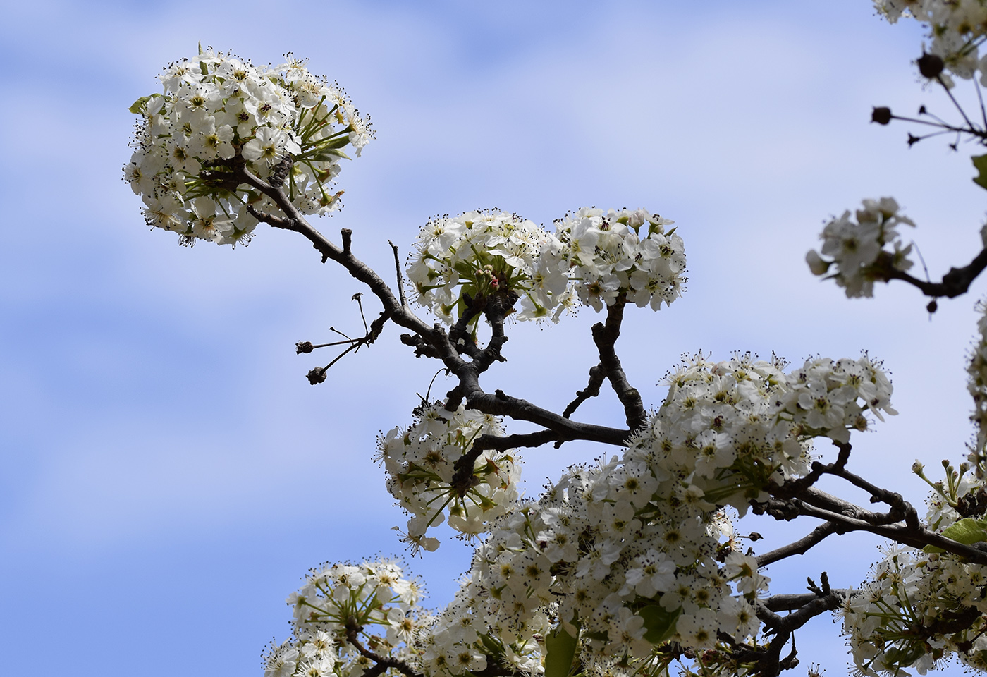 Image of Pyrus calleryana specimen.