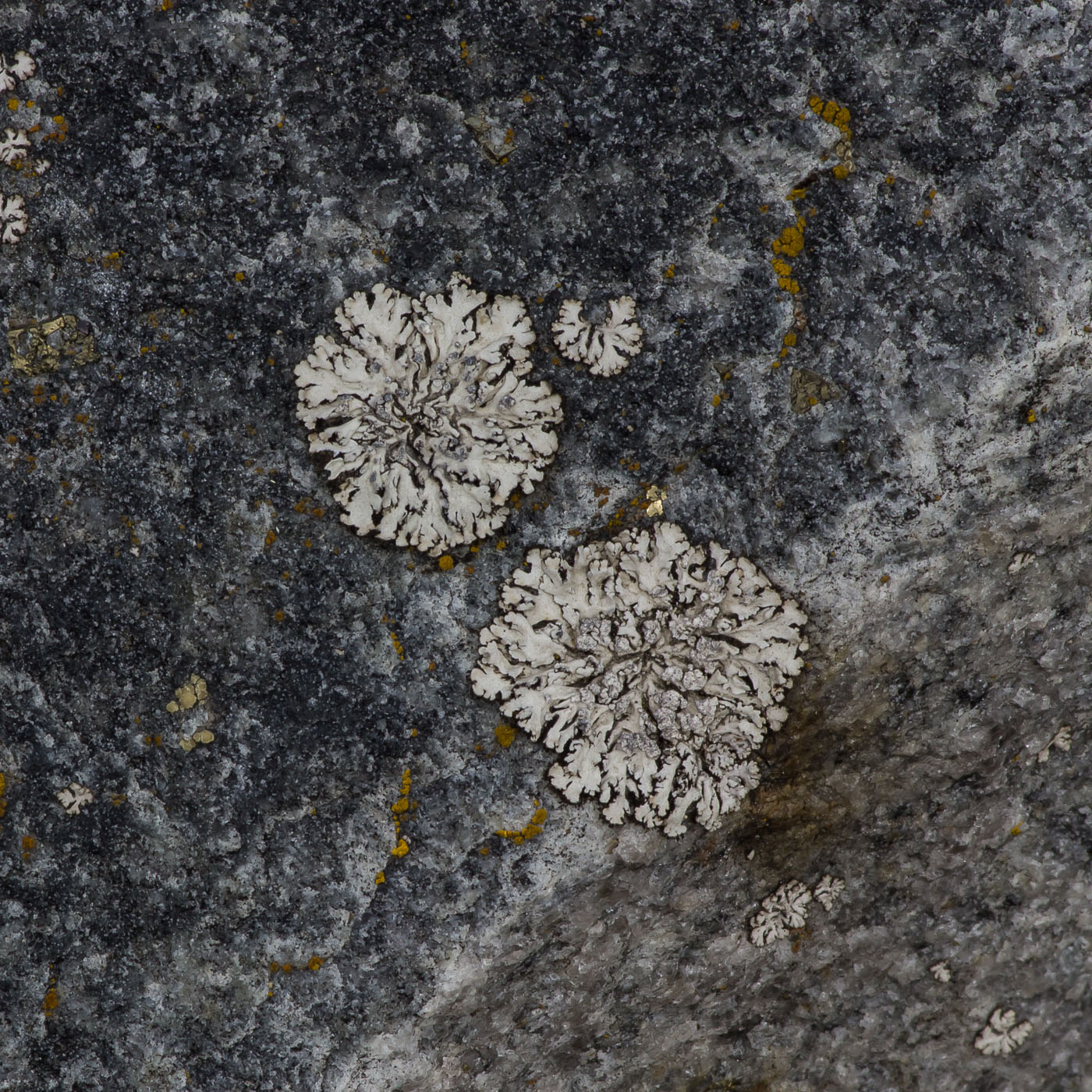 Image of genus Physcia specimen.