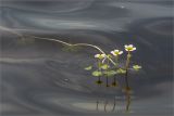 Ranunculus schmalhausenii