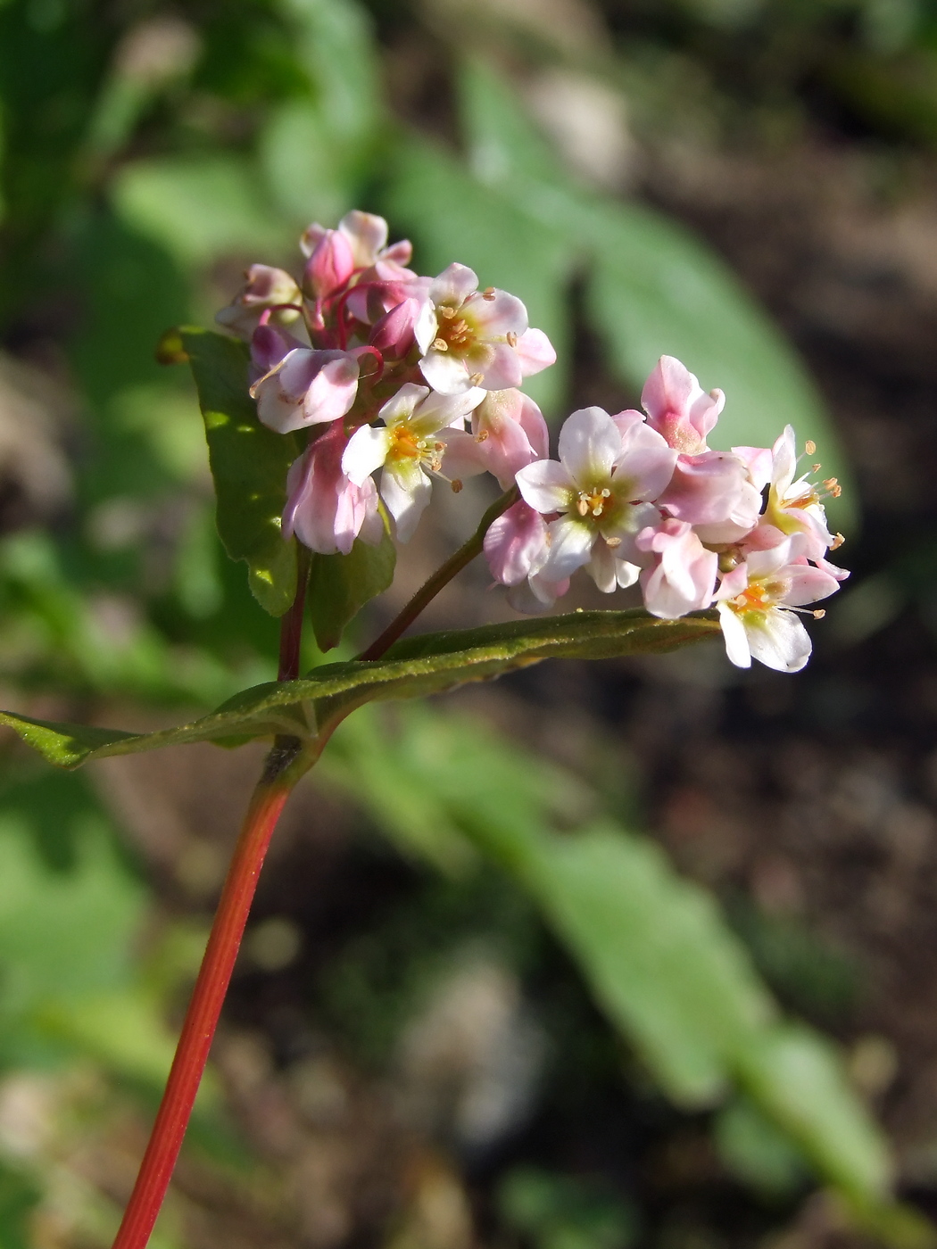 Изображение особи Fagopyrum esculentum.