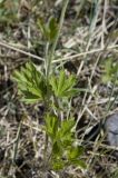 Anemone sylvestris