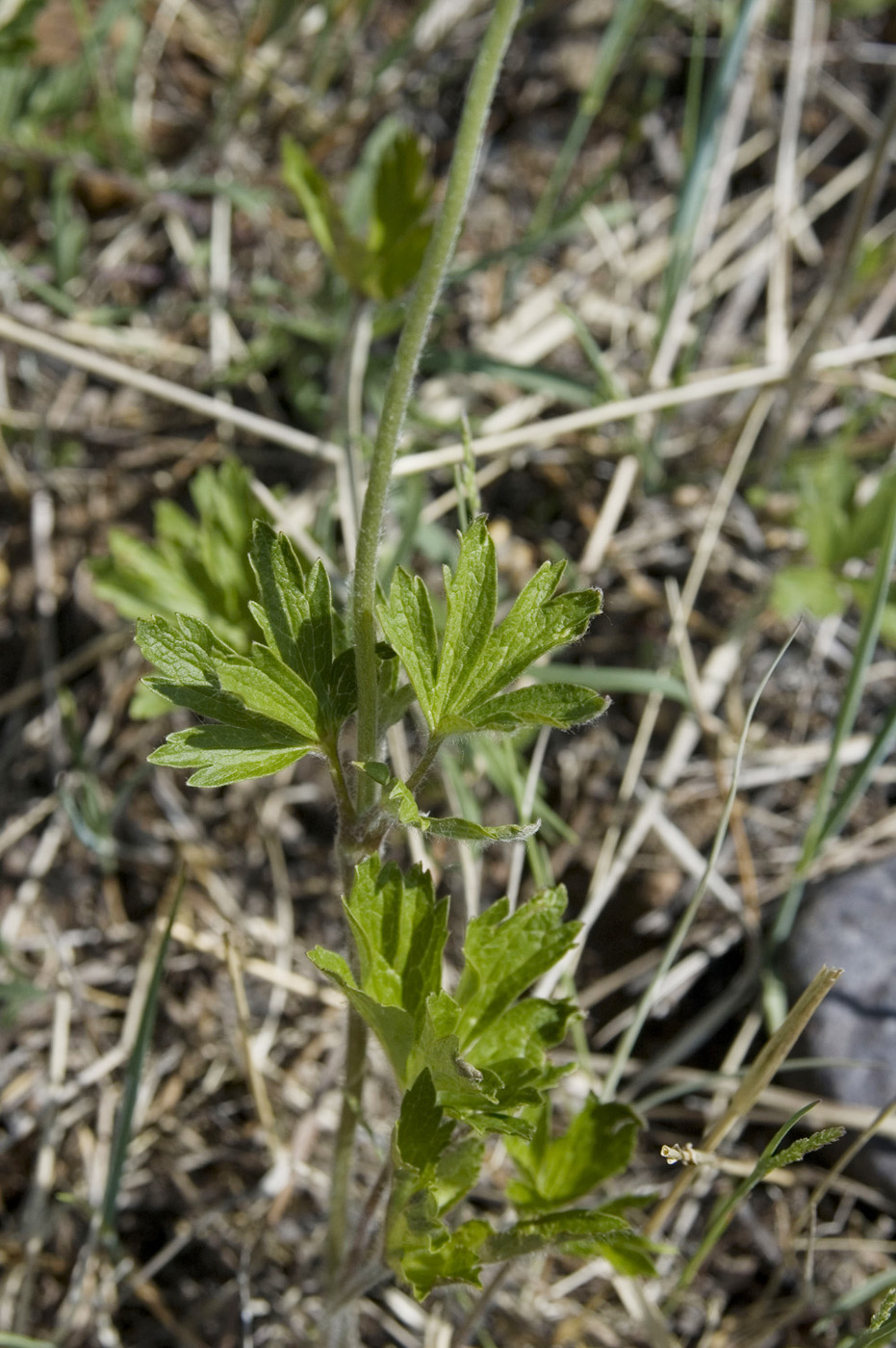 Image of Anemone sylvestris specimen.