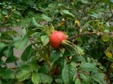 Rosa rugosa. Верхушка веточки с плодом. Хабаровский край, Хабаровский р-н, 17 км Владивостокского шоссе, дачный участок. 16.08.2011.