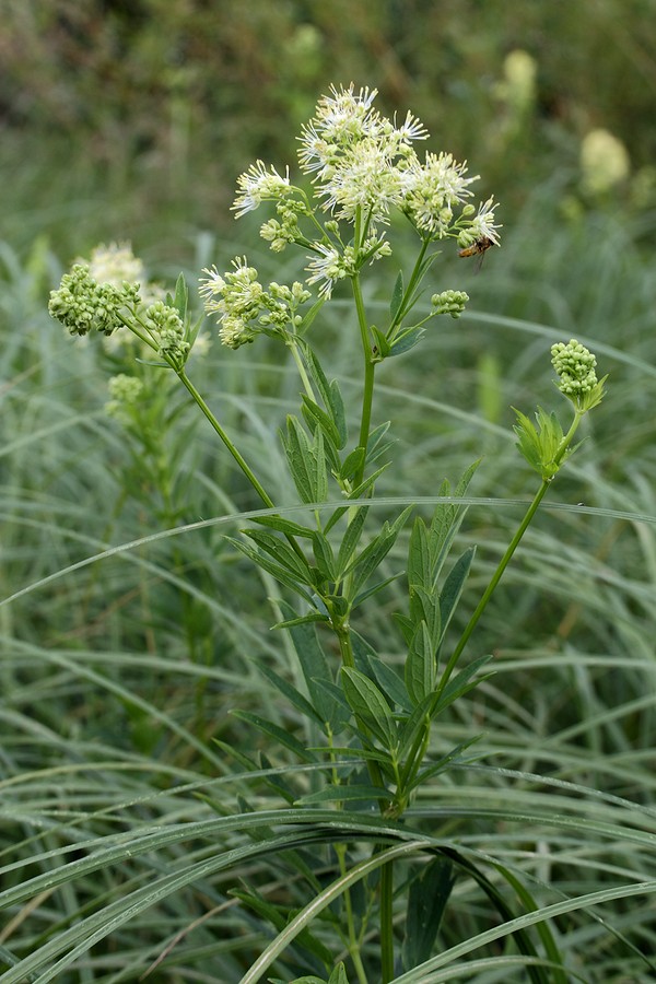 Image of Thalictrum flavum specimen.