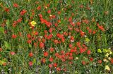 Adonis flammea