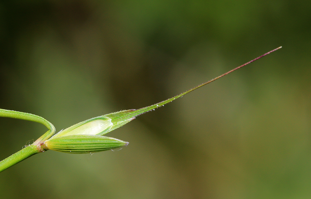 Изображение особи Elymus amurensis.