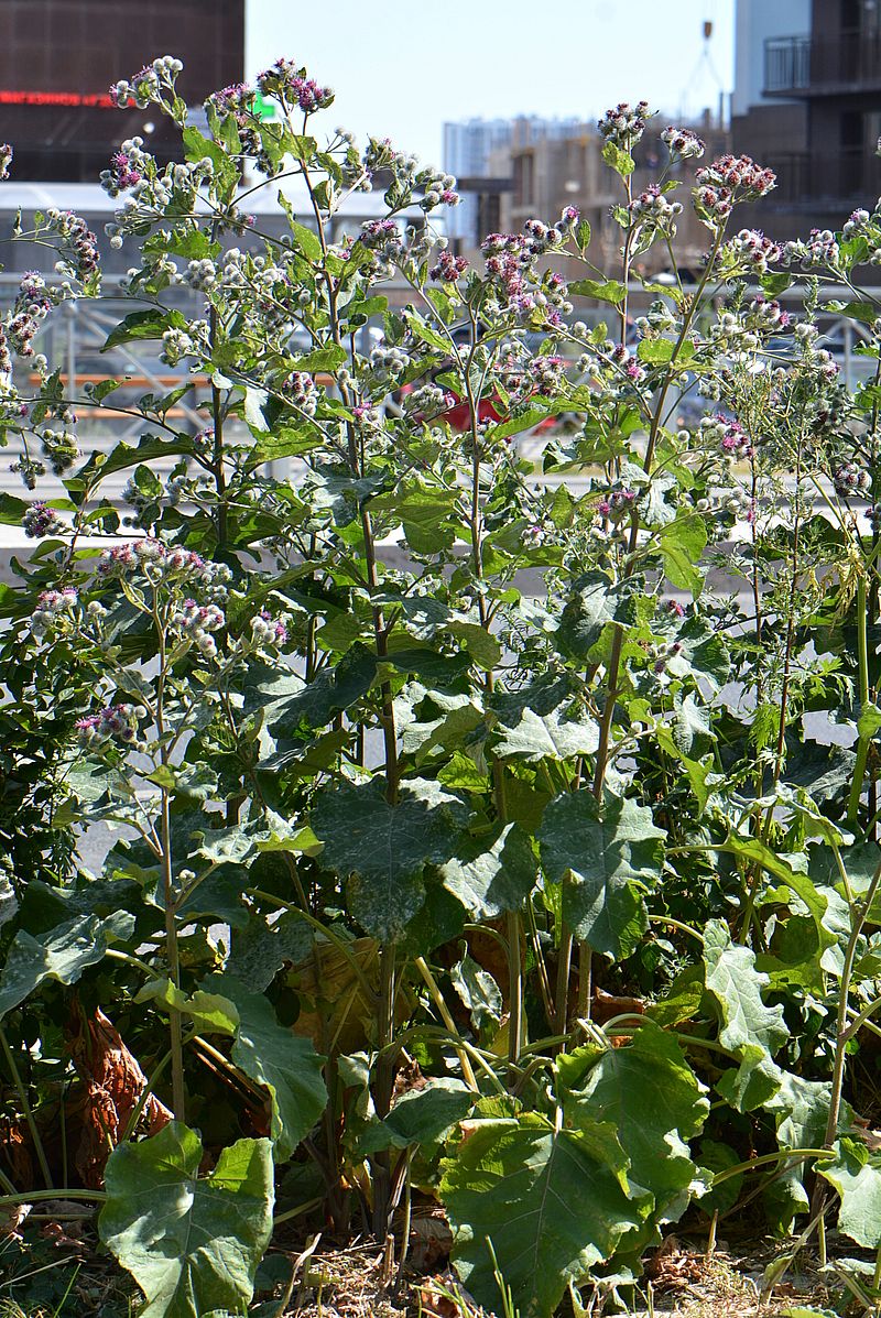 Изображение особи Arctium tomentosum.