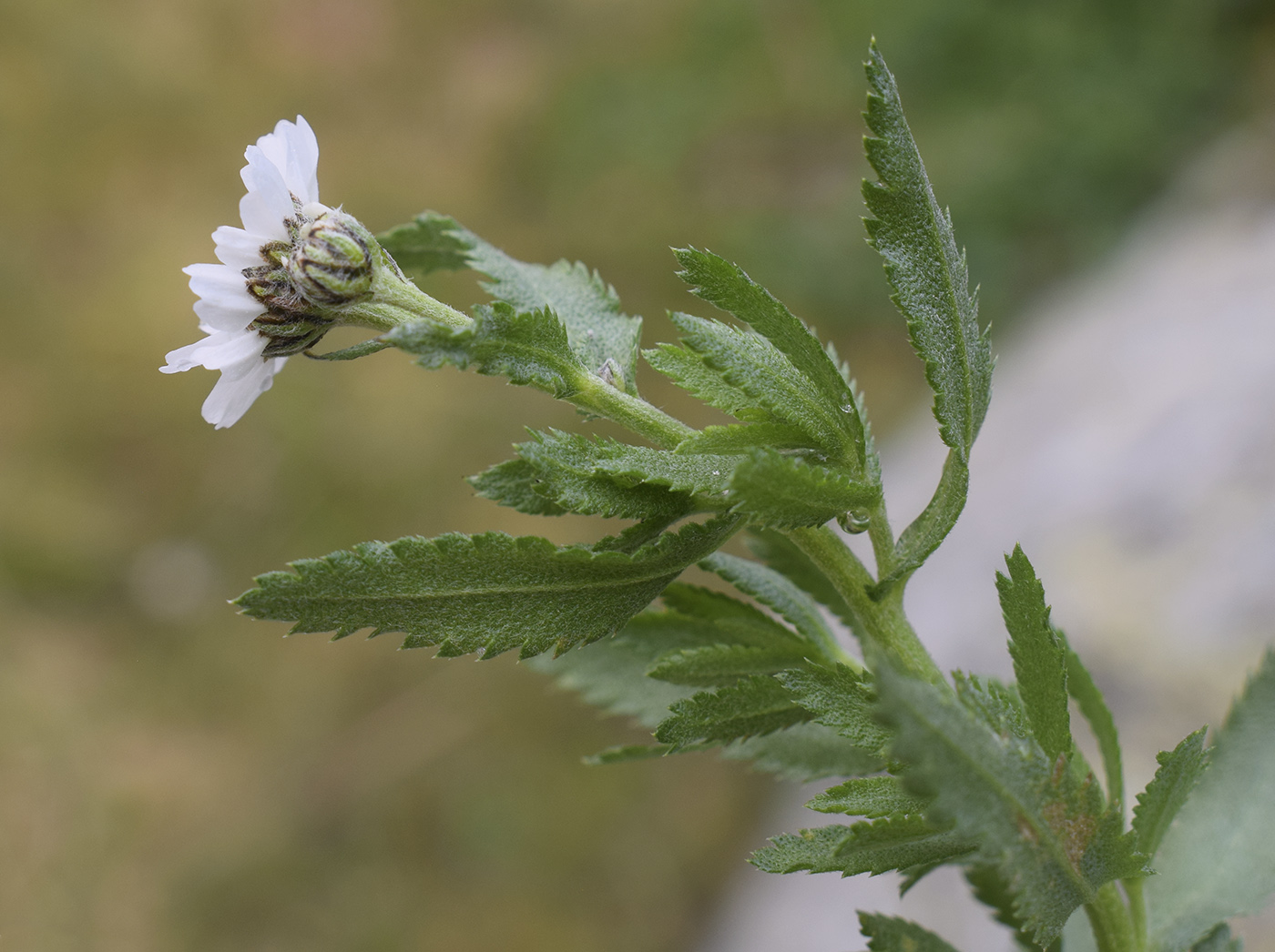 Image of Achillea pyrenaica specimen.