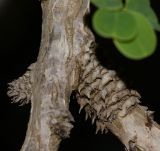 Image of taxon representative. Author is Татьяна Мальчинская