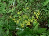 Euphorbia borealis. Отцветшее общее соцветие. Еврейская автономная обл., Смидовичский р-н, окр. ст. Урми, заливной луг. 11.07.2015.