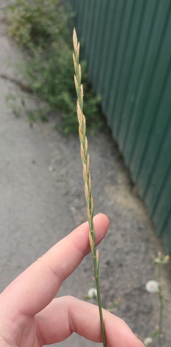 Изображение особи род Elymus.