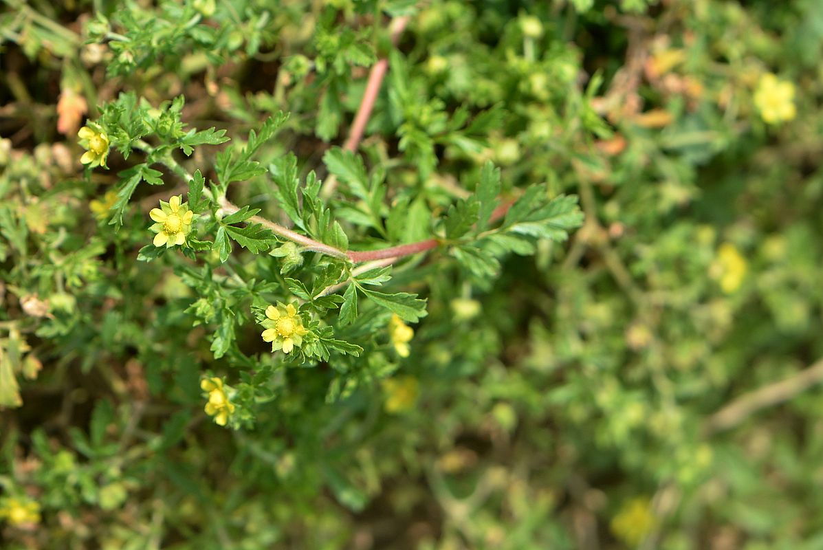 Image of Potentilla supina specimen.