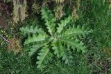 Onopordum acanthium. Розетка листьев. Калмыкия, г. Элиста, городской парк. 20.04.2021.