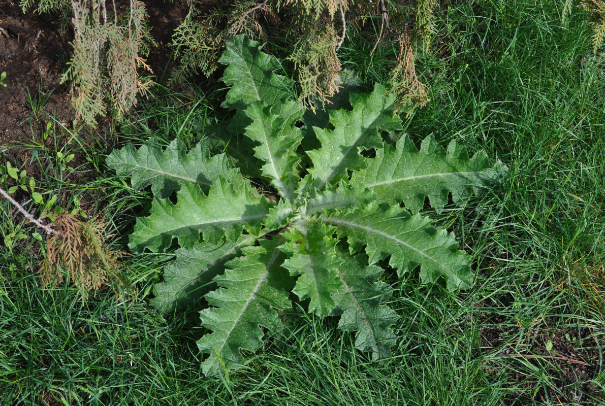 Image of Onopordum acanthium specimen.