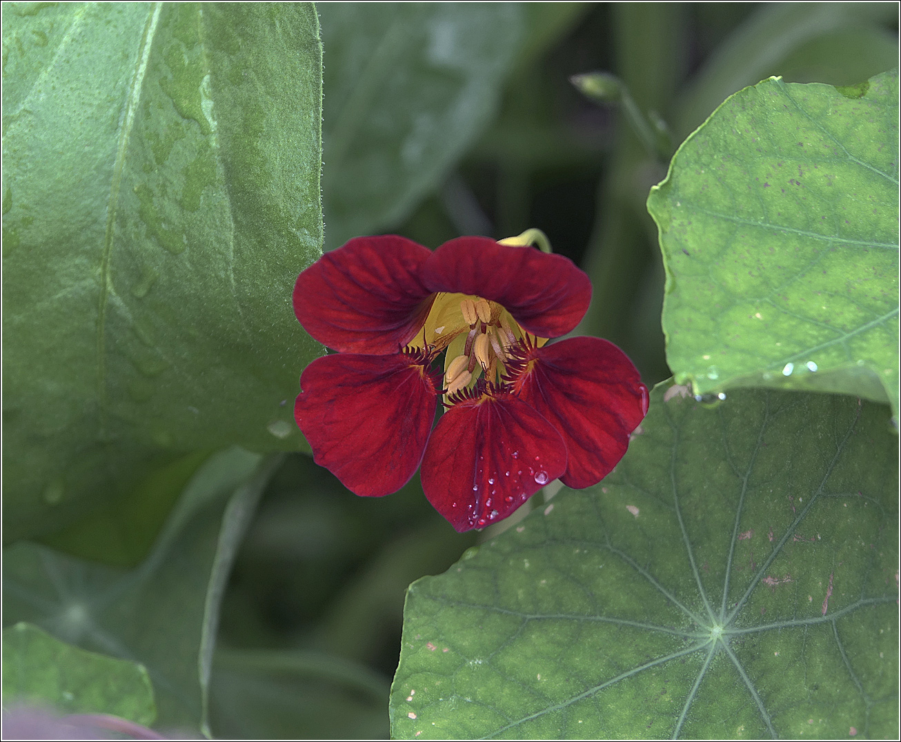 Image of Tropaeolum majus specimen.