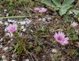 Crepis rubra