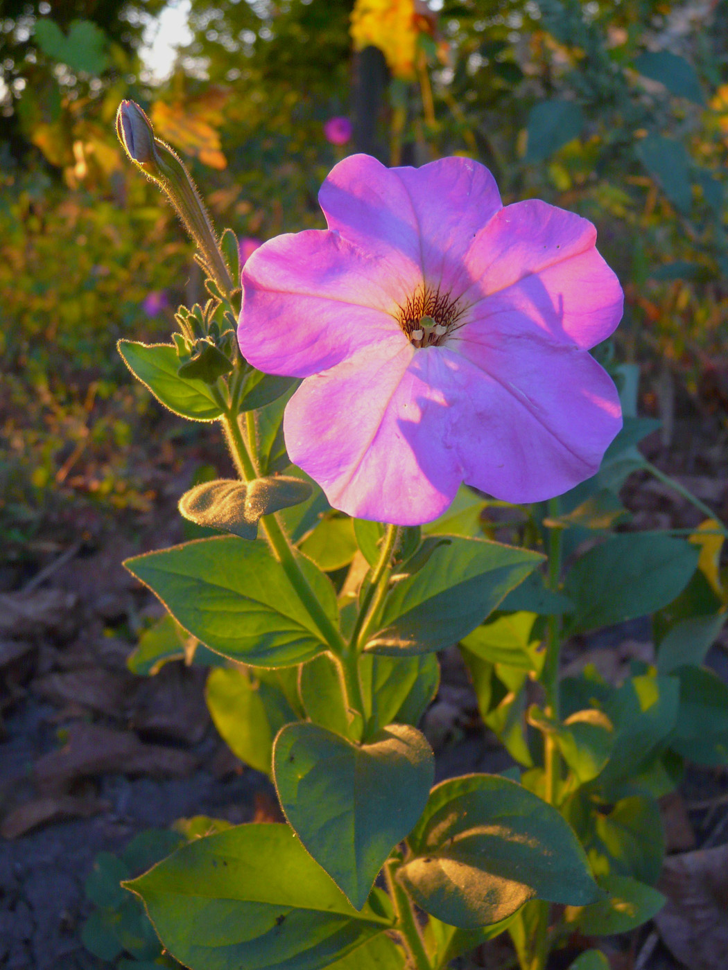 Image of Petunia × atkinsiana specimen.