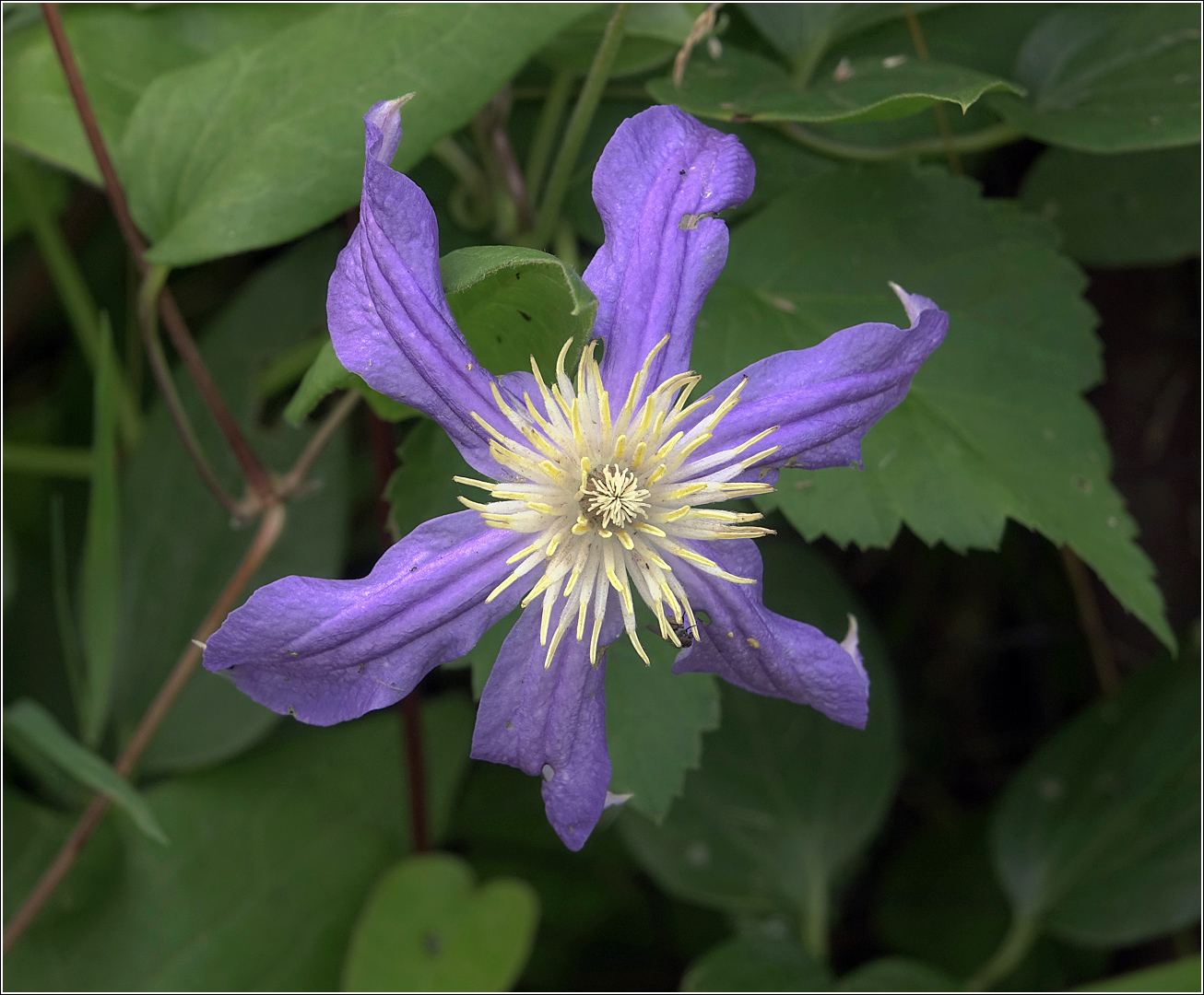 Изображение особи Clematis &times; jackmanii.