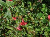Barleria repens