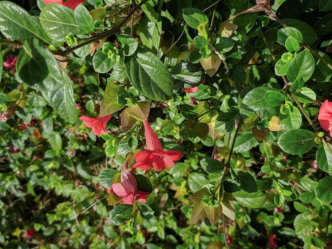 Image of Barleria repens specimen.