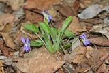 Viola collina