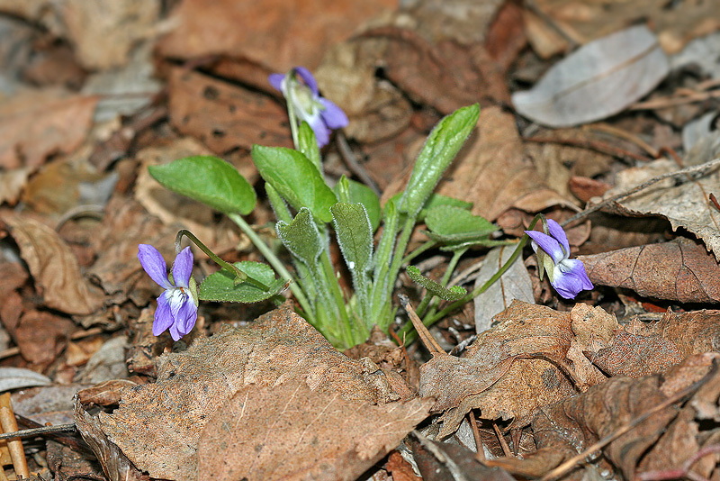 Image of Viola collina specimen.
