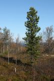 Pinus friesiana. Взрослое дерево с шишками. Мурманская обл., Кольский р-н, 17-й км Серебрянской дороги, окр. оз. Лапоть, плоская вершина небольшой сопки, кустарничковое берёзовое редколесье. 20.09.2021.