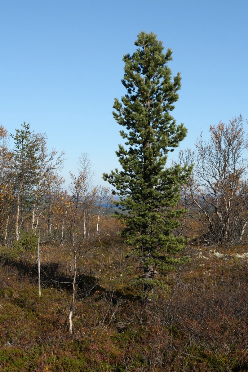 Изображение особи Pinus friesiana.