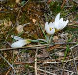 Crocus hyemalis