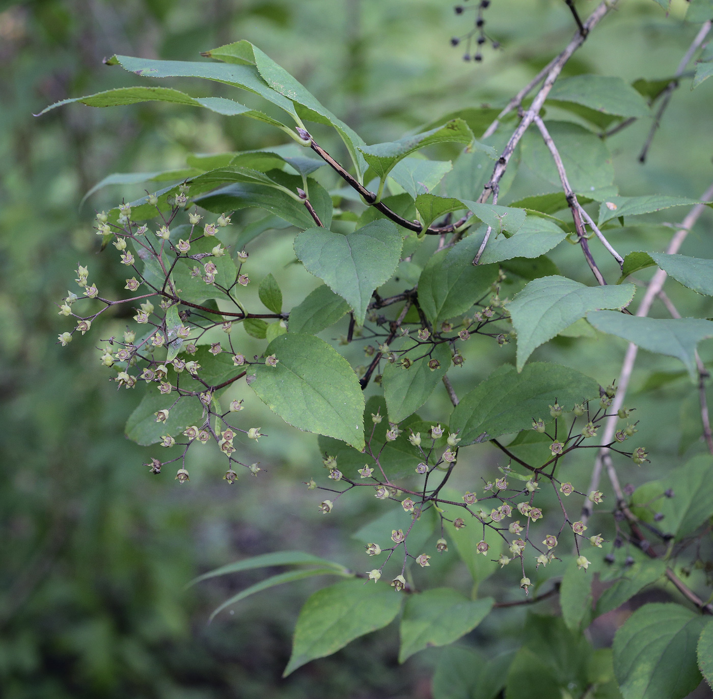 Image of Deutzia parviflora specimen.