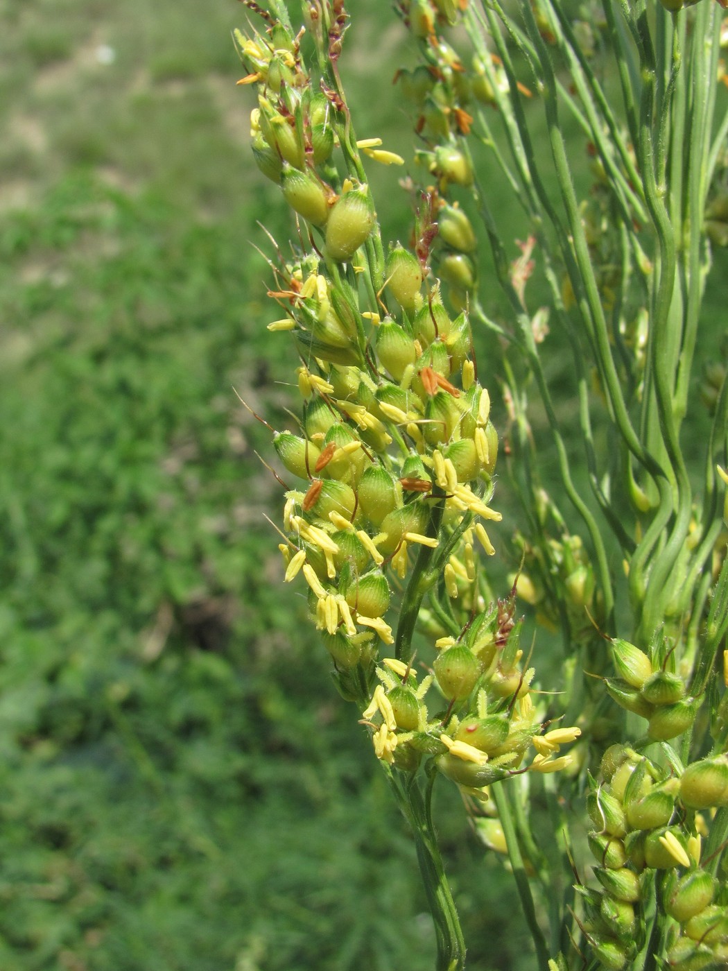 Изображение особи Sorghum bicolor.