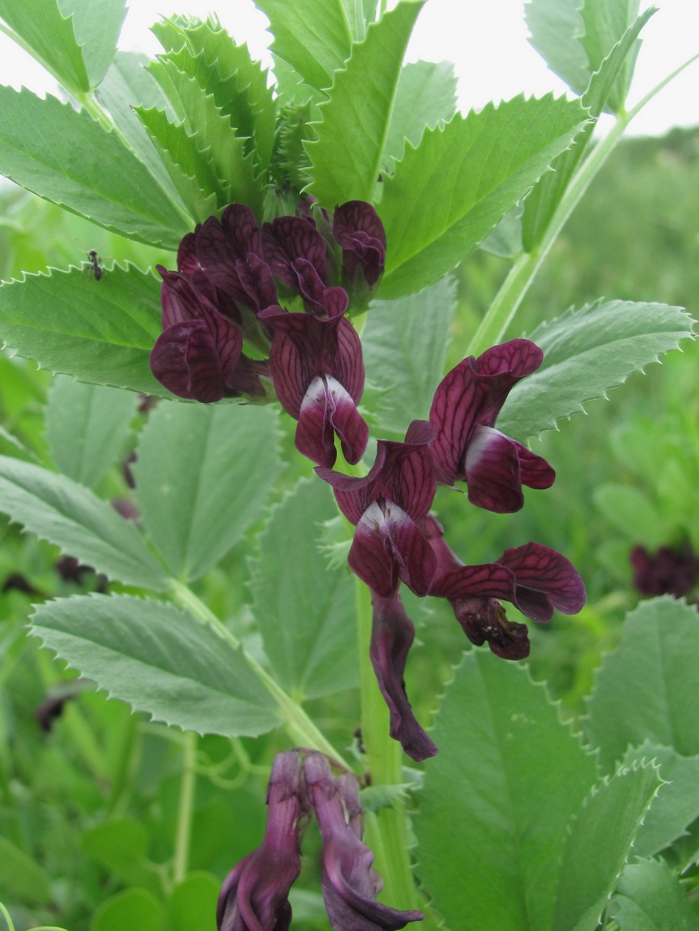 Image of Vicia serratifolia specimen.