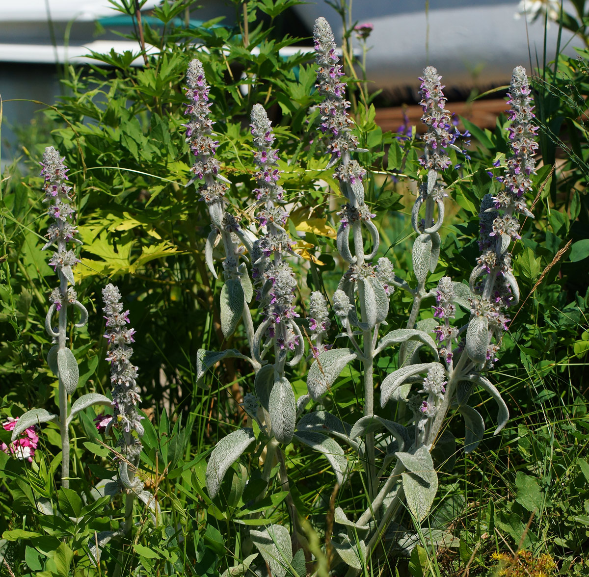 Изображение особи Stachys byzantina.