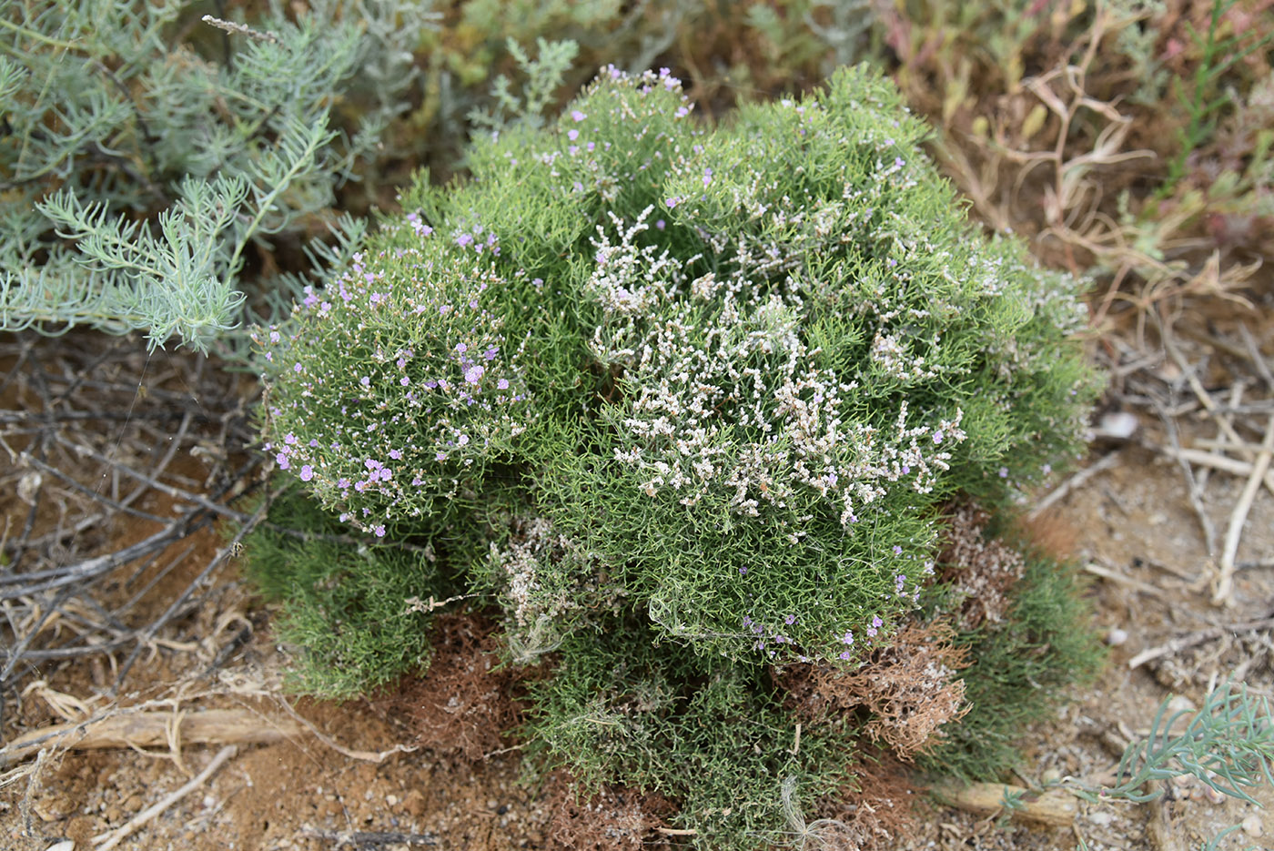 Image of Limonium caspium specimen.