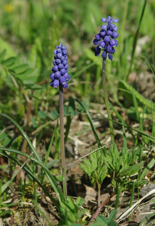 Image of Muscari armeniacum specimen.