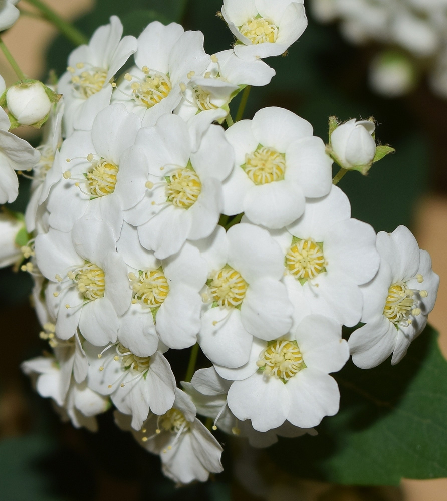 Изображение особи род Spiraea.