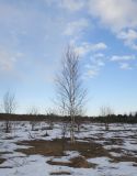 Betula pendula