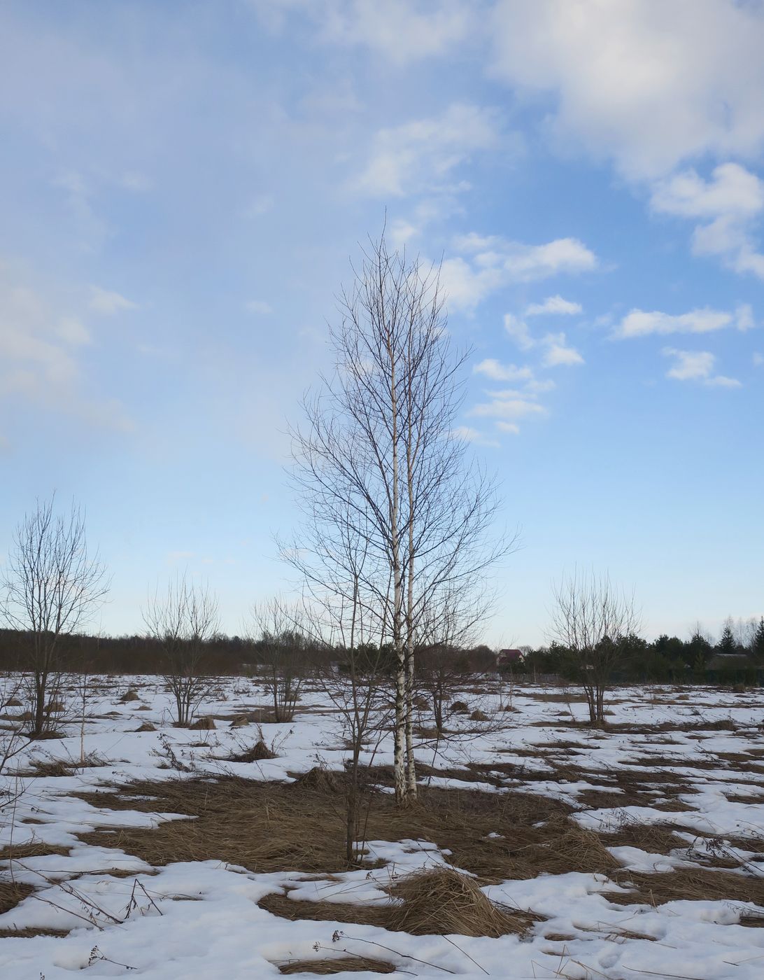 Image of Betula pendula specimen.