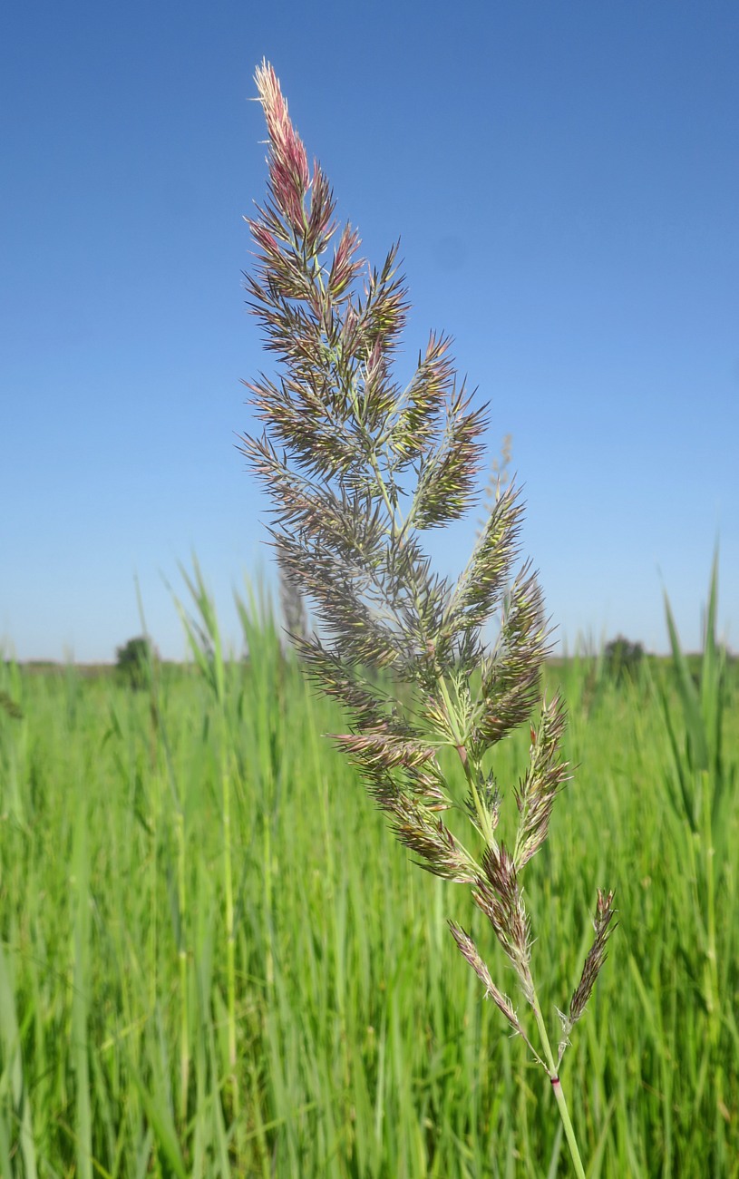 Изображение особи Calamagrostis epigeios.