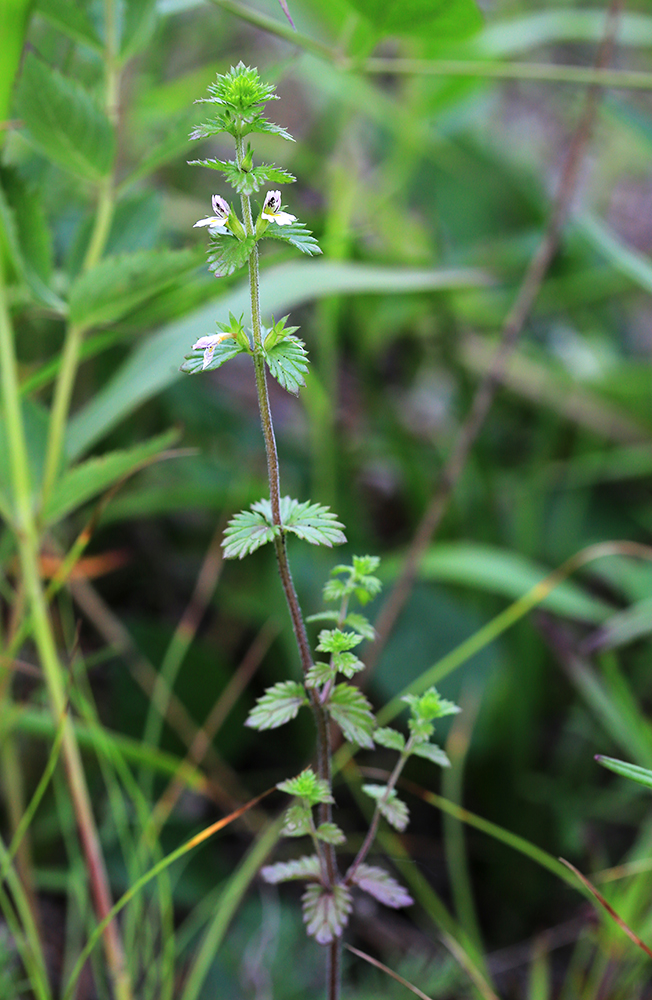 Image of Euphrasia maximowiczii specimen.