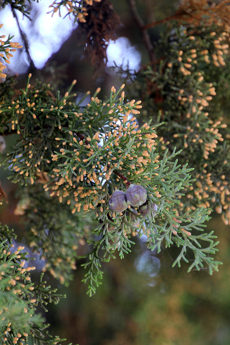 Image of genus Cupressus specimen.