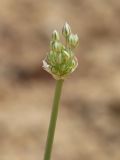 Allium borszczowii