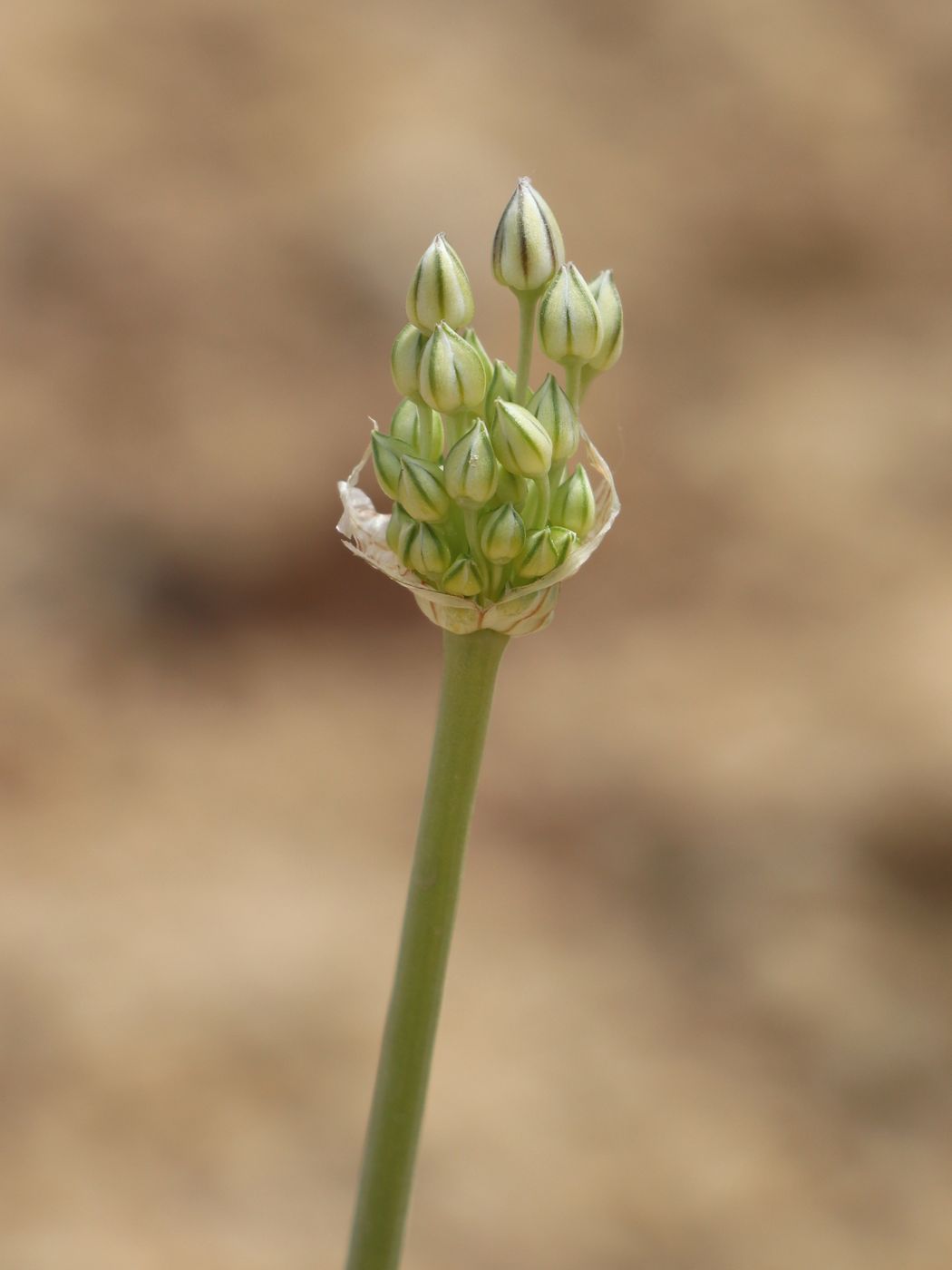 Изображение особи Allium borszczowii.