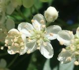 Sorbus hybrida