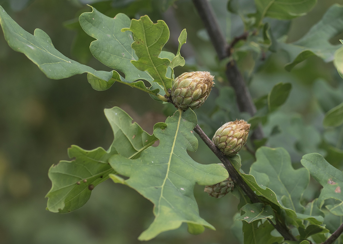 Image of Quercus robur specimen.