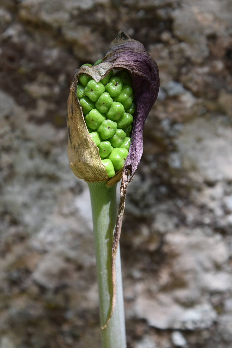 Изображение особи Arum korolkowii.